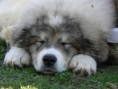 /album/fotogaleria/miskolc-cacib-2010-aprl-294-jpg/